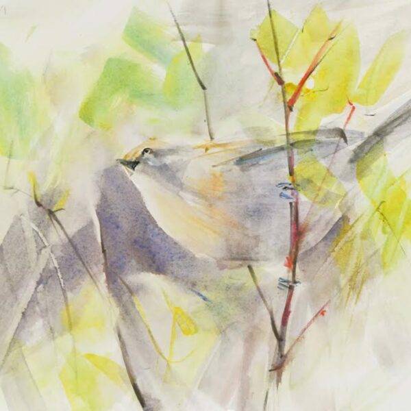 Bushtit, Watercolor, 2023 by Randena Walsh