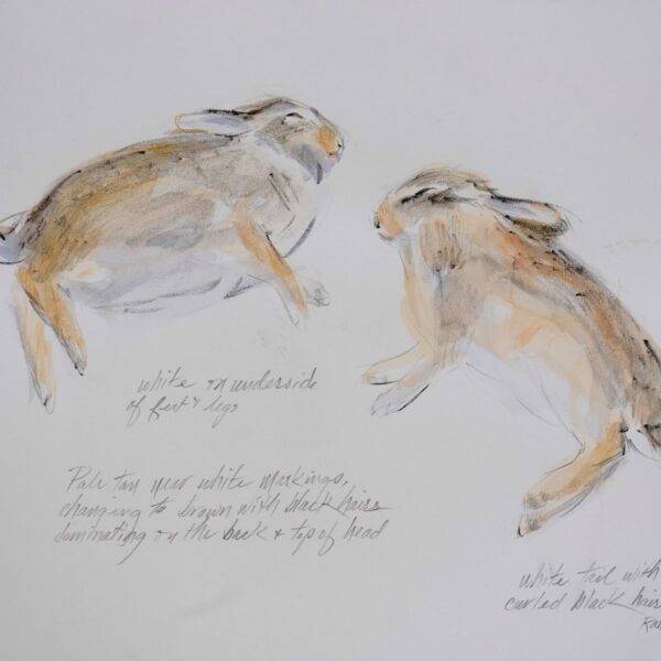 Cottontail Study #2 by Randena Walsh
