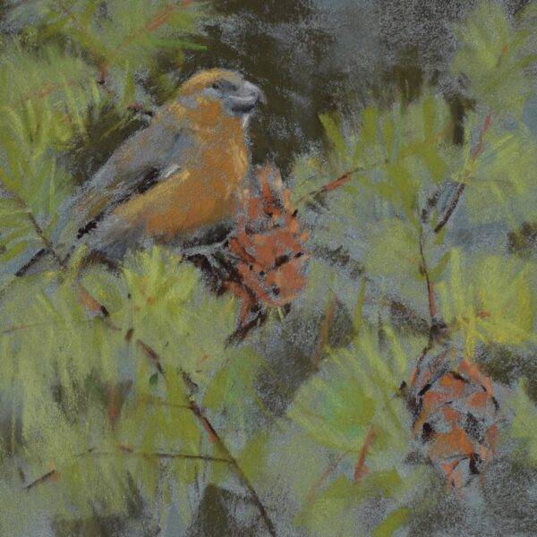 Crossbill, 2023 by Randena Walsh