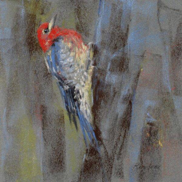 Red Breasted Sapsucker, 2023 by Randena Walsh
