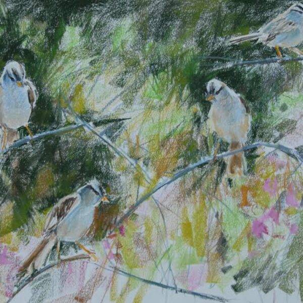 White Crowned Sparrows by Randena Walsh