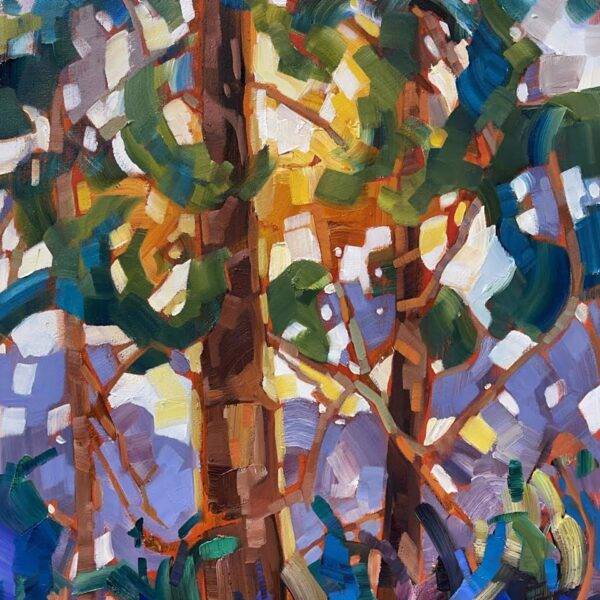 Backlit Firs by Teresa Smith