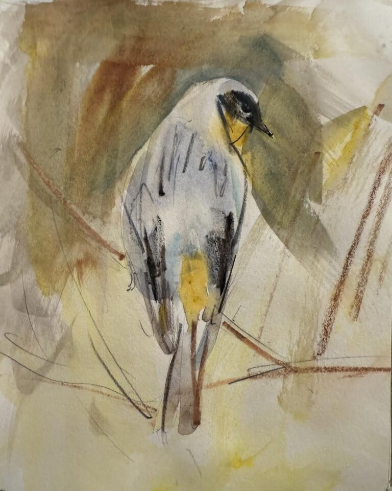 Yellow-Rumped Warbler by Randena Walsh